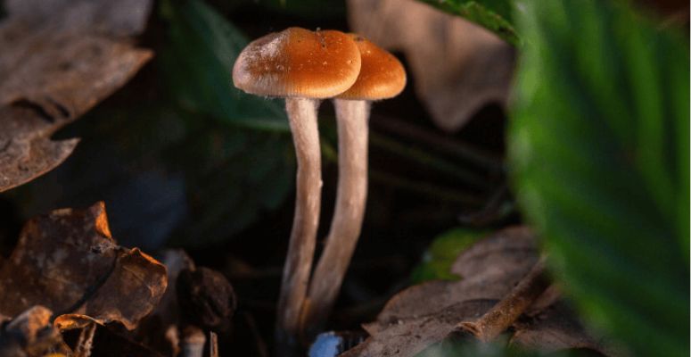 Magic mushrooms, also known as shrooms, are a special type of mushroom containing psilocybin. 