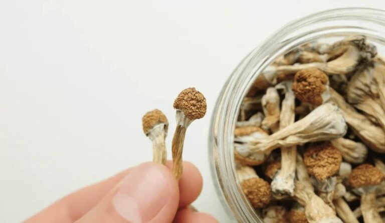 Psychedelic Paradise: Exploring The Top 5 Magic Mushrooms in Vancouver