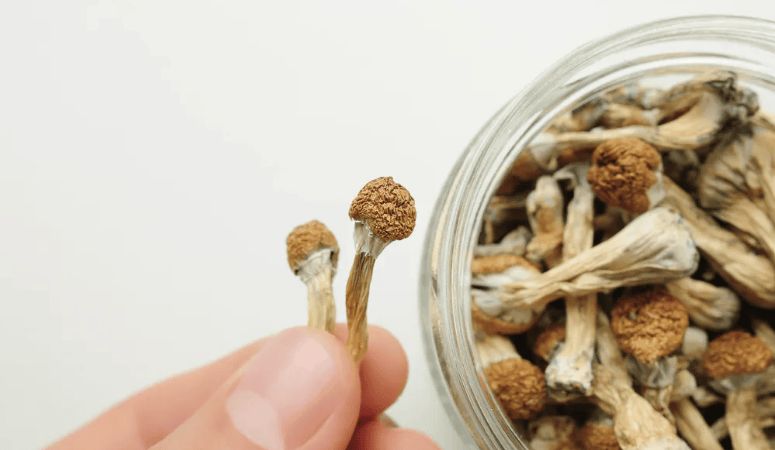 Psychedelic Paradise: Exploring The Top 5 Magic Mushrooms in Vancouver