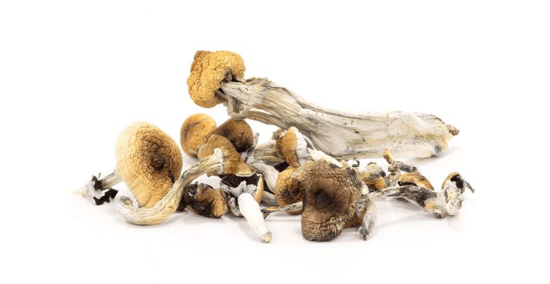 Let's get started with understanding shrooms, which will shed light on how chocolate enhances its unique properties.