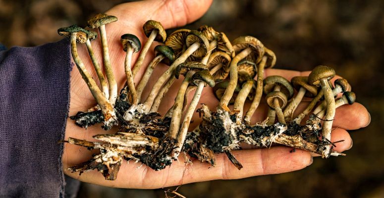 Psilocybin mushrooms, also known as magic mushrooms, are a type of fungi known for their hallucinogenic effects. However, new research studies also show that mushrooms with psilocybin may have health benefits.