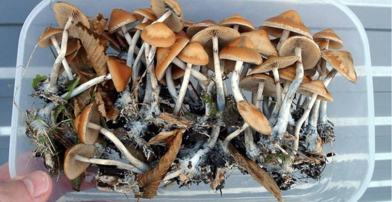 If you want to order mushrooms online as someone seeking a profound, enlightening journey within and a “gourmet” experience (yes, they’re finger-licking good), you have to try Psilocybe azurescens.