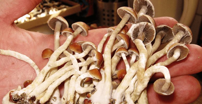 If you are going to buy mushrooms online, the Psilocybe cubensis is a must-grab. 