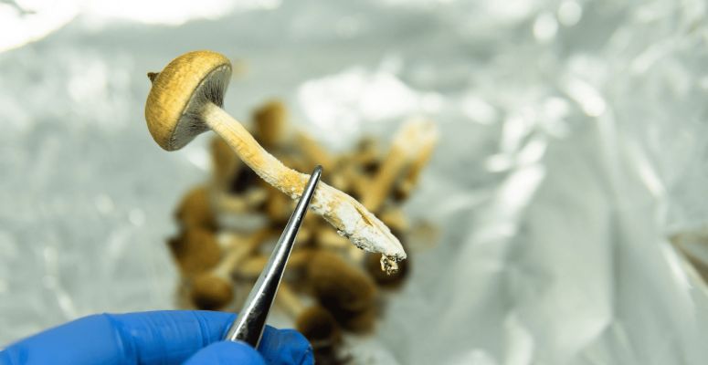 At our magic mushroom dispensary in Vancouver, we offer premium psilocybin mushrooms, microdoses, shroom teas, edibles, DMT, LSD and more at the best prices in the country. 