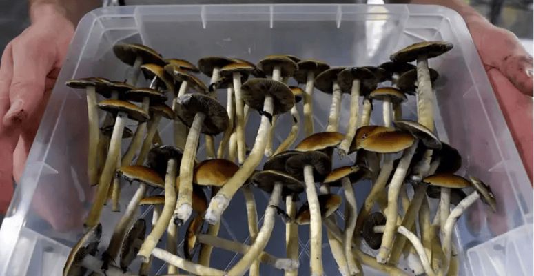 Before placing an order, ensure you're dealing with a reputable mushroom dispensary with a successful track record of selling high-quality products. 