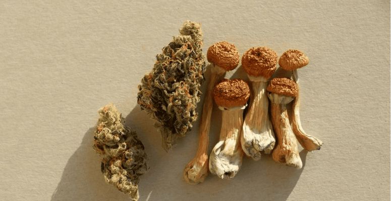 The onset of a shroom trip occurs about 20 to 40 minutes post-ingestion and the residual effects can last for days!