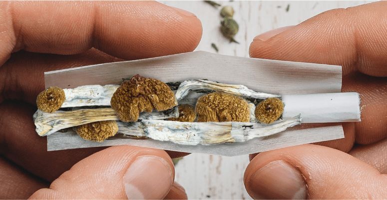 Can you smoke magic mushrooms? This question continues to buzz in the heads of many stoners, and it is time to clear the airwaves. 