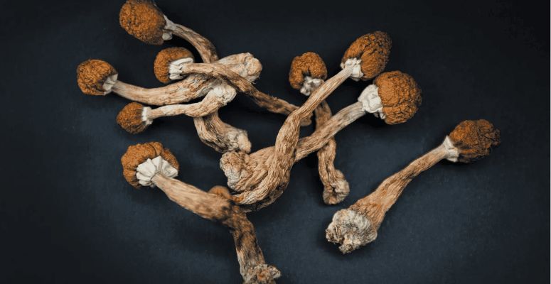 However, the exact length of the shroom trip can depend on various factors such as the quality of the fungi, the reliability of the dispensary, and your tolerance level.