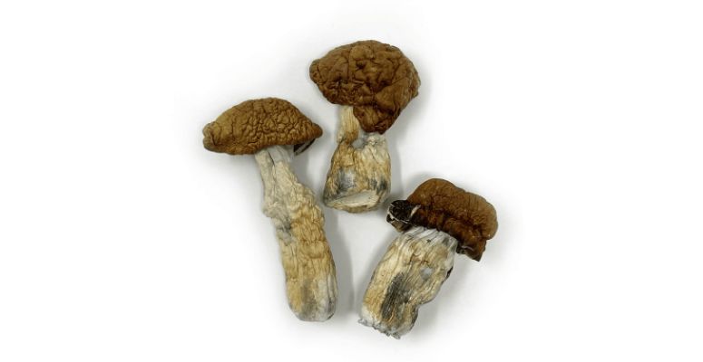 You cannot discuss magic mushrooms in Vancouver without discussing the legendary Tidal Wave magic mushroom. This strain boasts a distinguished lineage of classic strains, Penis Envy and B+.