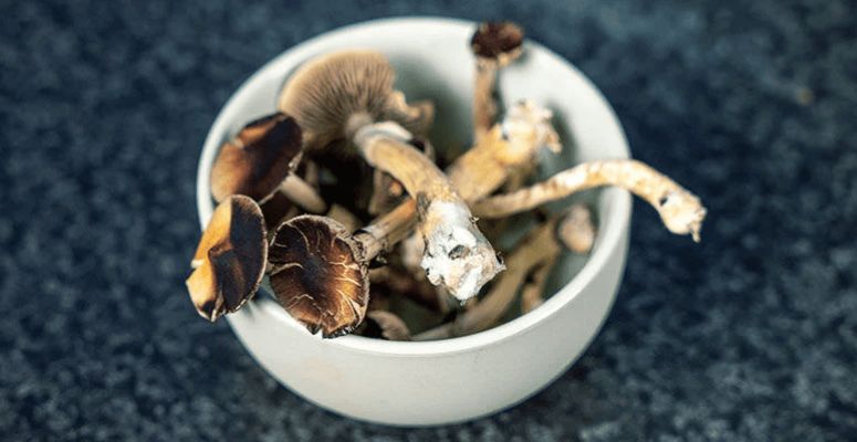 Magic mushrooms in Vancouver are the new wave. Walking down the street, anyone at any time could be on shrooms.