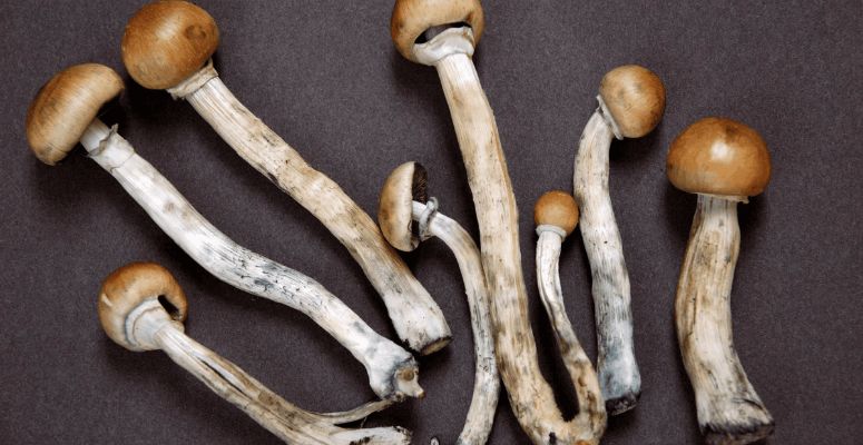 You can buy magic mushrooms from an online shroom shop near you, so why should you? What benefits do these magical fungi offer?