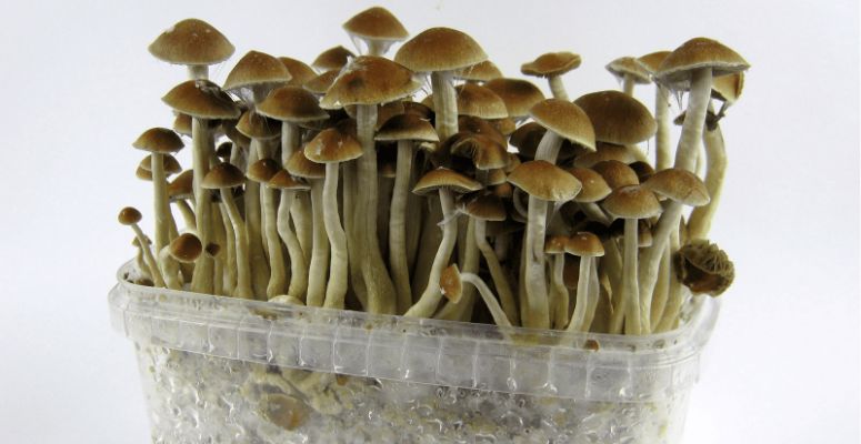 Magic mushrooms or "shrooms" are a fungi type containing psychoactive compounds, mainly psilocin and psilocybin.