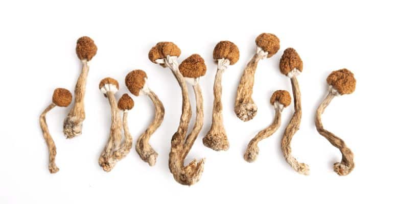 The strongest psilocybin mushrooms have been used for centuries around the world for spiritual and cultural contexts due to their power to induce altered states of consciousness. 