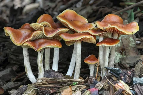 How to Safely Buy Magic Mushrooms