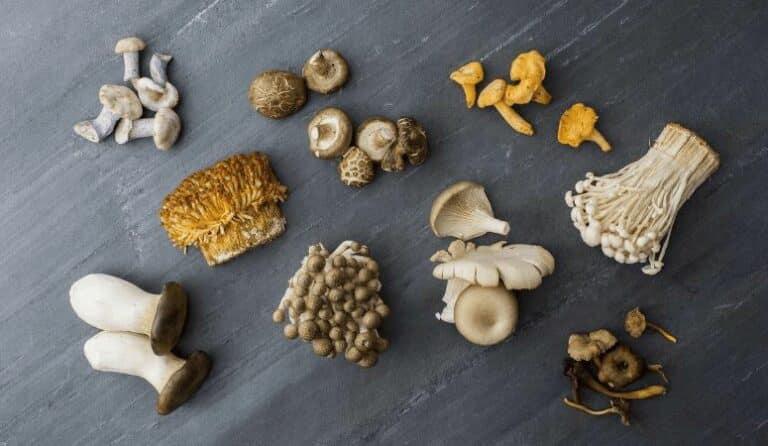 You Should Only Buy Shrooms From an Online Magic Mushroom Shop