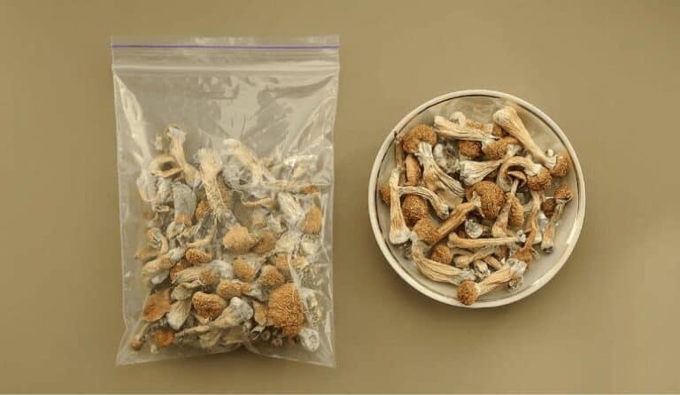 Psychedelics 101: Your First Trip with Alberta Mushrooms From Our Shroom Dispensary