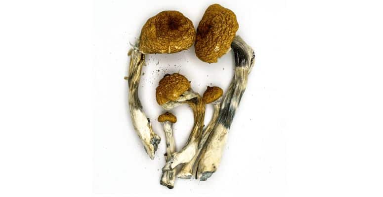If you're ready to experience the magic of Golden Teacher mushrooms for yourself, our online mushroom dispensary is here to guide you every step of the way. 