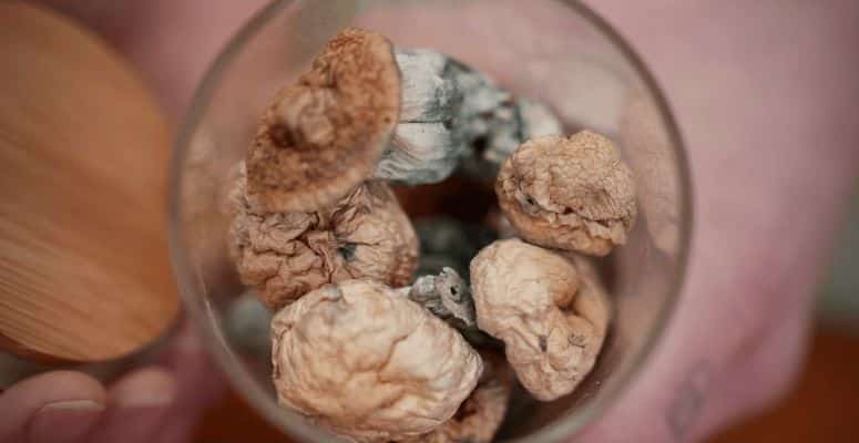 While some may seek out Golden Teachers through underground networks or try to forage them, there are numerous benefits to purchasing from a reputable online mushroom dispensary like ours: