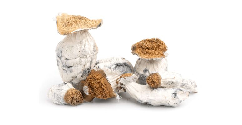 Buying magic mushrooms online at Shroom Hub gives you access to multiple educational resources that guide you in every step you make. 