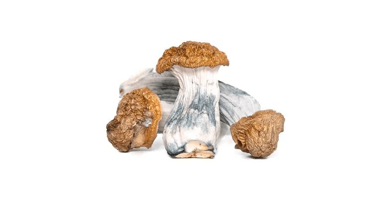 Buying magic mushrooms online is safer and gives you the actual value for your money. 