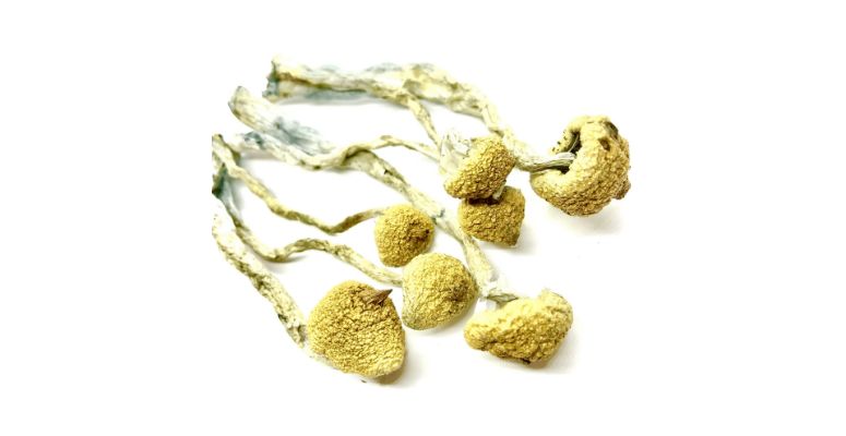 With around 0.63 percent psilocybin content, the Golden Teacher could be the strongest psychedelic mushroom strain! 
