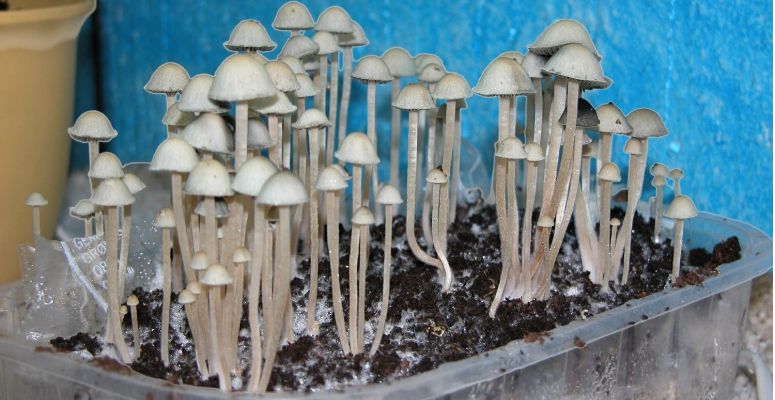 Mushrooms have a high potential for abuse, especially by beginners who don’t know what strain they’re consuming, and how much they should consume. 