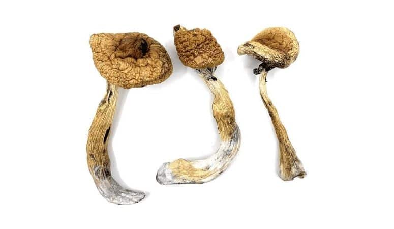 Explore the iconic Golden Teacher mushrooms - their effects, spiritual benefits, & tips for safely buying this popular shroom strain online.