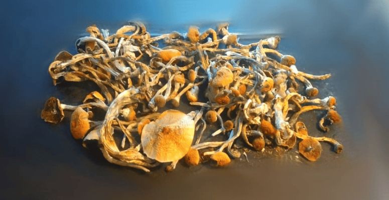 The name "Golden Teacher" follows the shroom's ability to teach enthusiasts about themselves and the surrounding nature.