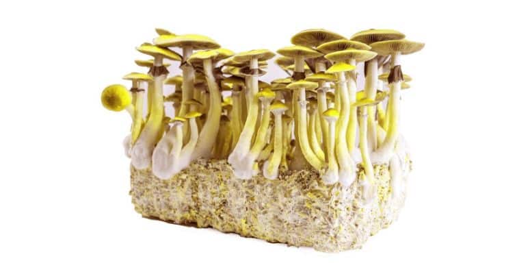 When you mention shrooms in general, most people tend to refer to the Golden Teacher mushrooms. 