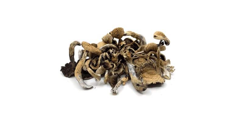 Golden Teacher mushrooms feature a distinct golden-brown colour with thick, dense stems and large caps in their dried form.