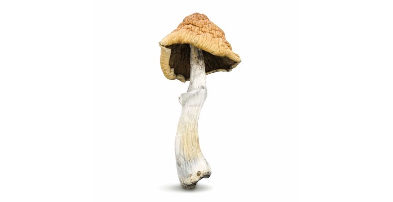 If you've ever purchased online shrooms, then you've probably encountered Liberty Caps due to their versatility. 