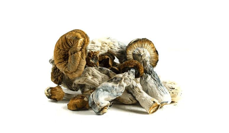 Buying magic mushrooms online can be challenging. Here's a quick guide of different types of magic mushrooms & where you can buy them online.
