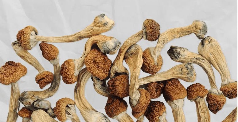 Here is an overview of the best-selling magic mushrooms in Alberta, their psilocybin content, and how they make you feel.