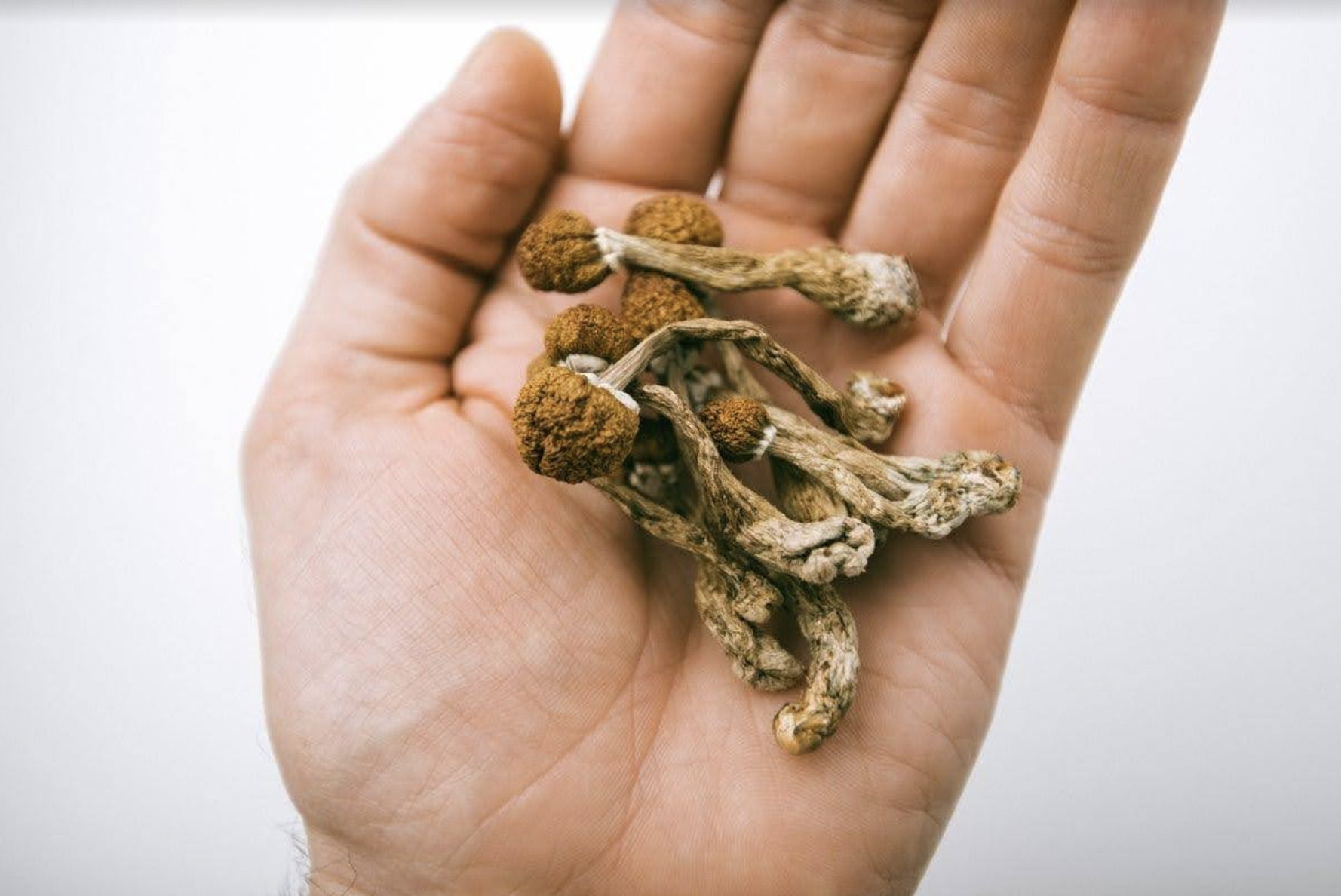 Overcoming Anxiety and Depression: The Promising Role of Psilocybin