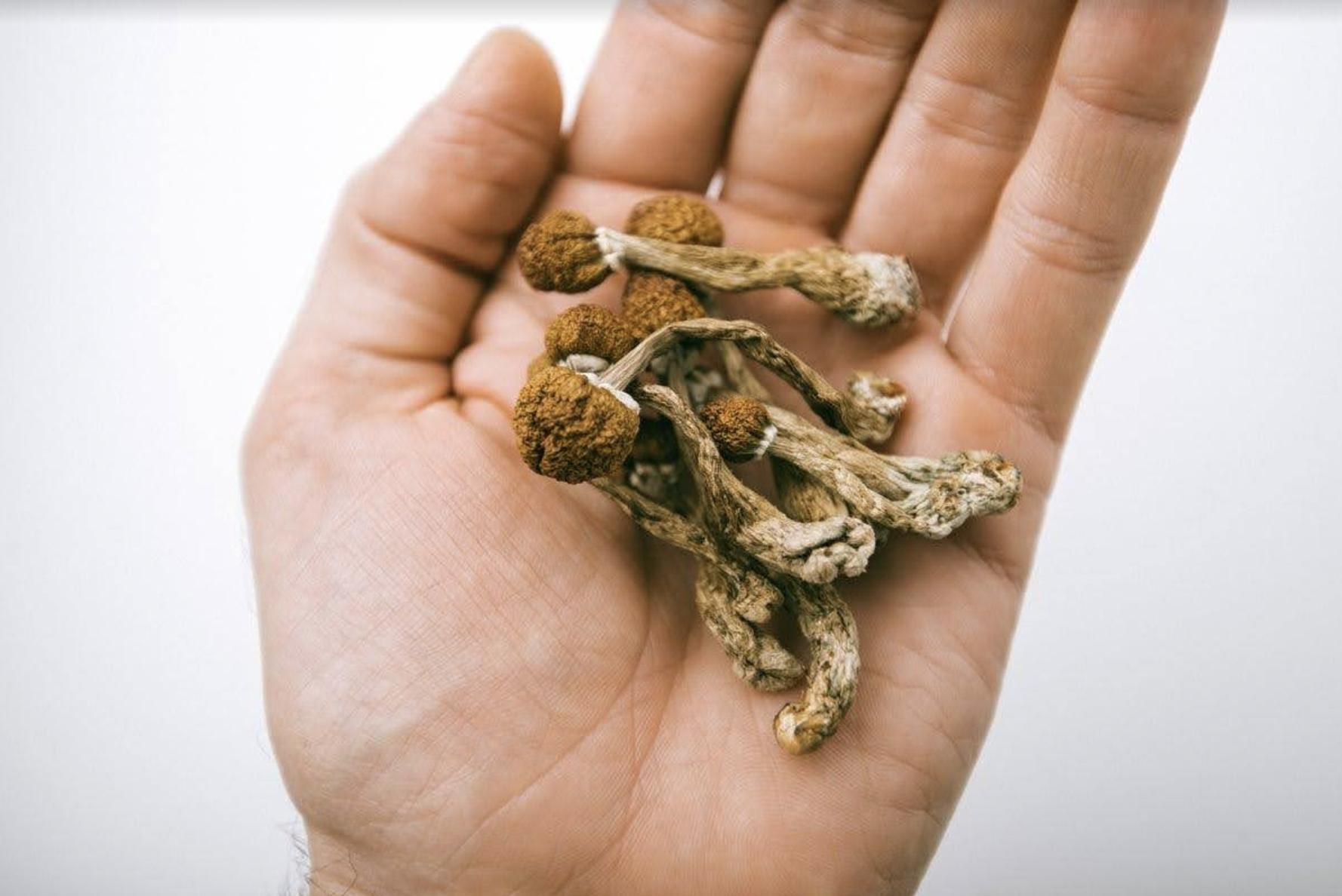 Psilocybin therapy