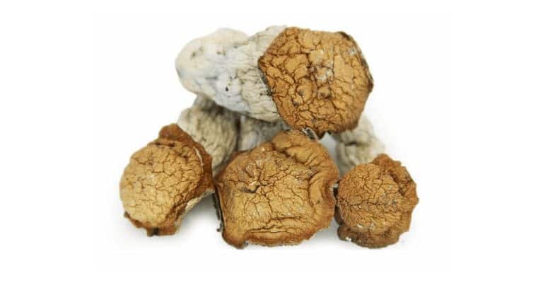 With so many mushroom online dispensaries where you can buy psychedelics online in Canada, how can you find a truly trustworthy source? 