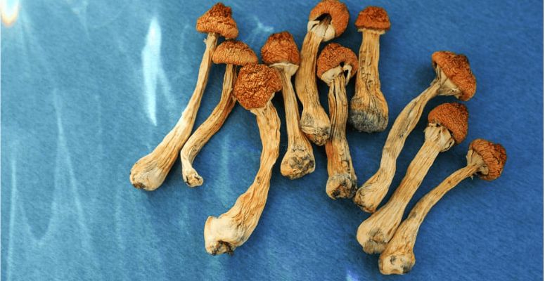 Hands down, the strongest edible mushrooms in Alberta are the Blue Meanies, but shrooms like Penis Envy, Daddy Long Legs, and Z-Strain follow. 