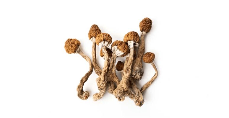 Magic mushrooms, also known as psilocybin mushrooms, are naturally occurring fungi containing psilocin and psilocybin. 