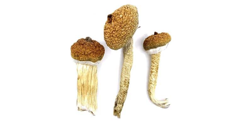 The Blue Meanies is widely regarded as the strongest psychedelic mushroom strain, but varieties like the Penis Envy and Daddy Long Legs also provide extreme effects!