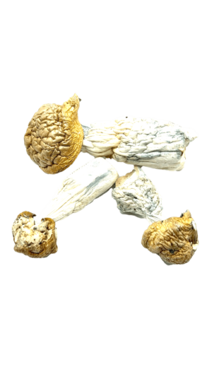 Code Blue Magic Mushrooms