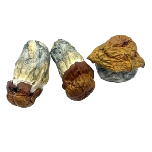 Blue Pulaski Mushroom