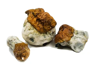 Psilocybe: Bluey Vuitton