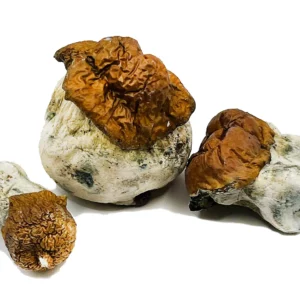 Psilocybe: Bluey Vuitton